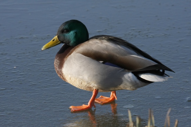 河岸绿头鸭图片