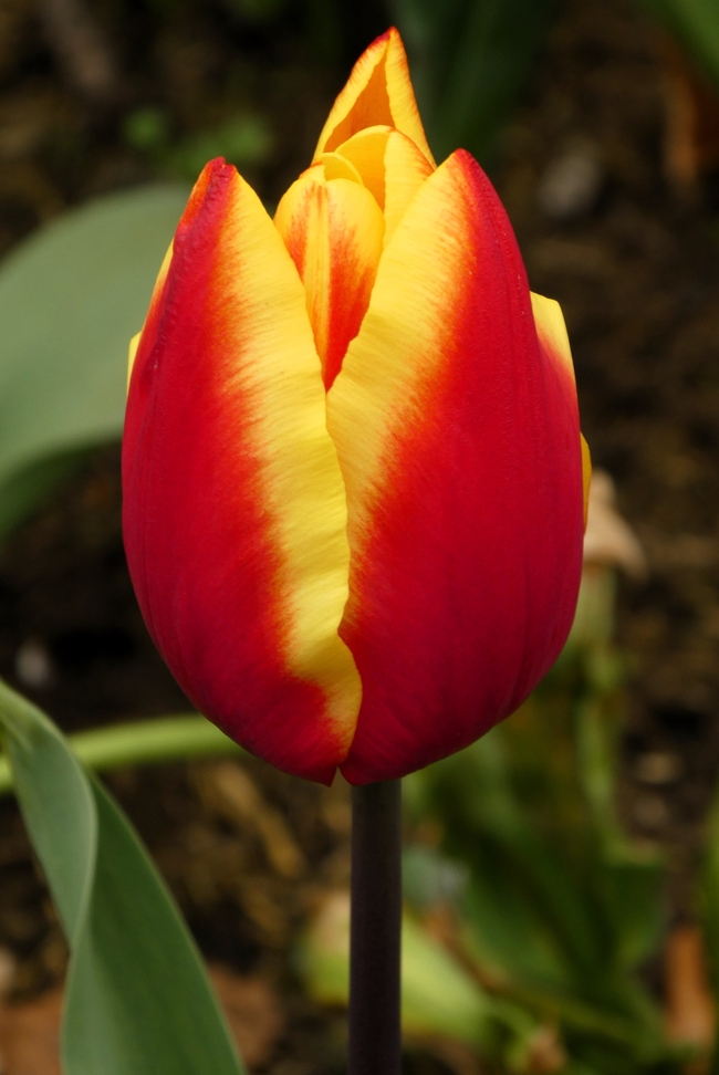 春天橙色郁金香花微距特写摄影图片