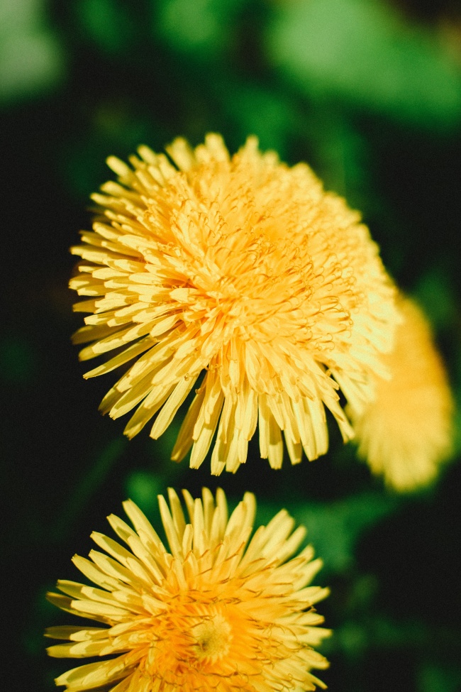 高雅的黄色菊花图片