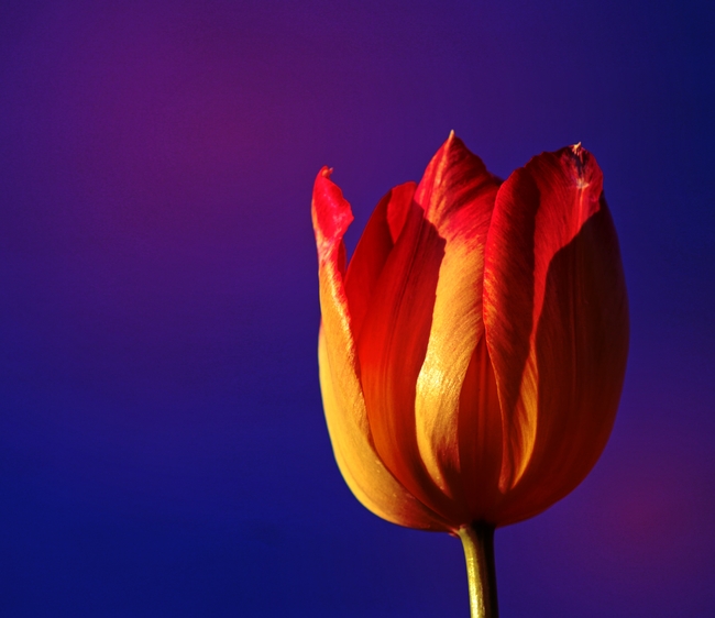 春天橙色郁金香花枝图片