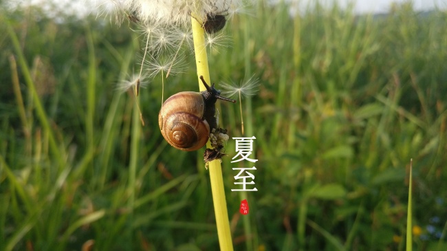 听见夏至图片