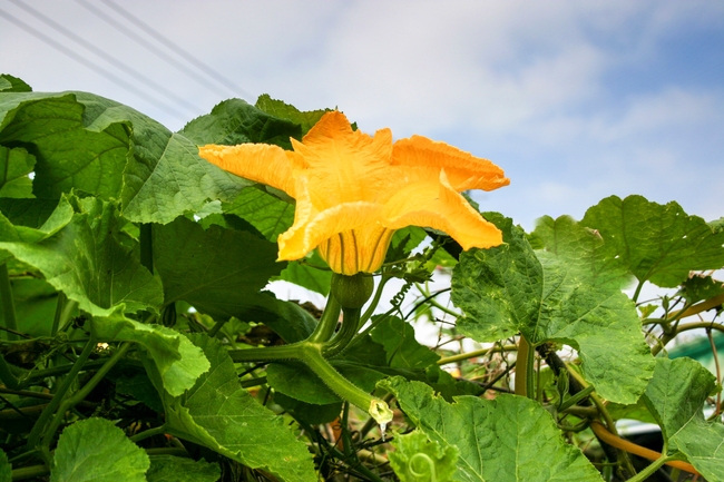 南瓜藤南瓜花图片