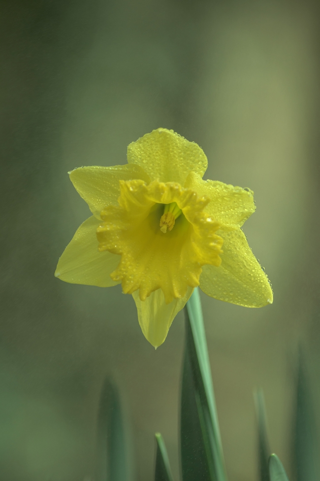 实拍黄色水仙花绽放图片