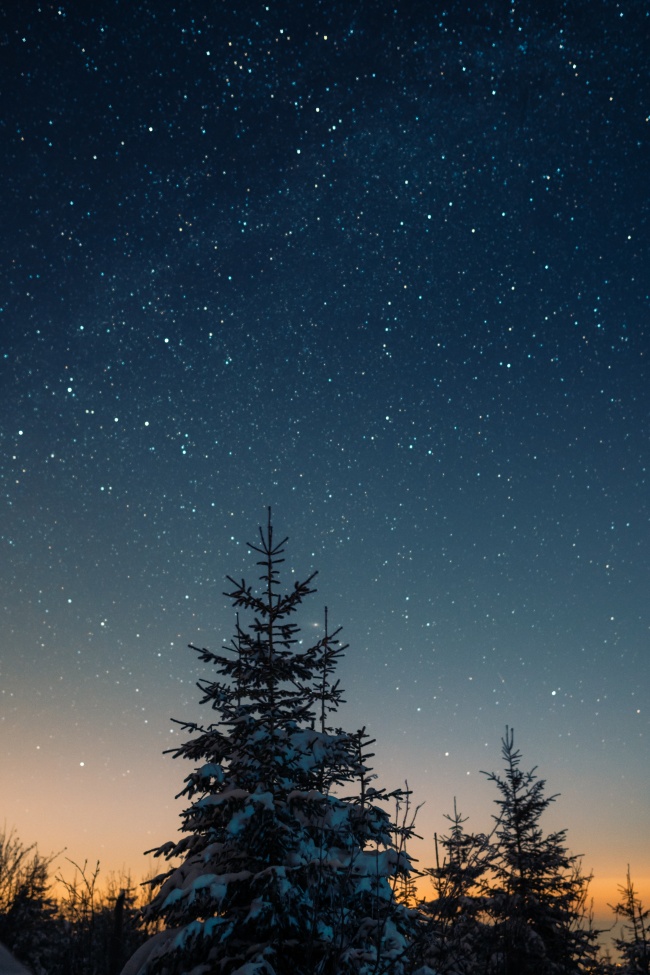夜晚树木星空图片