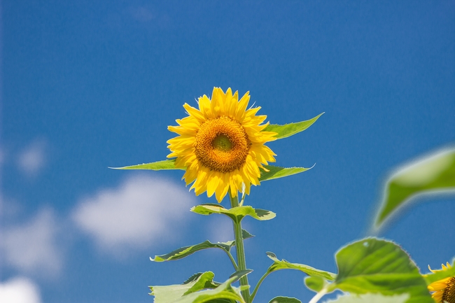 蓝色天空向日葵图片