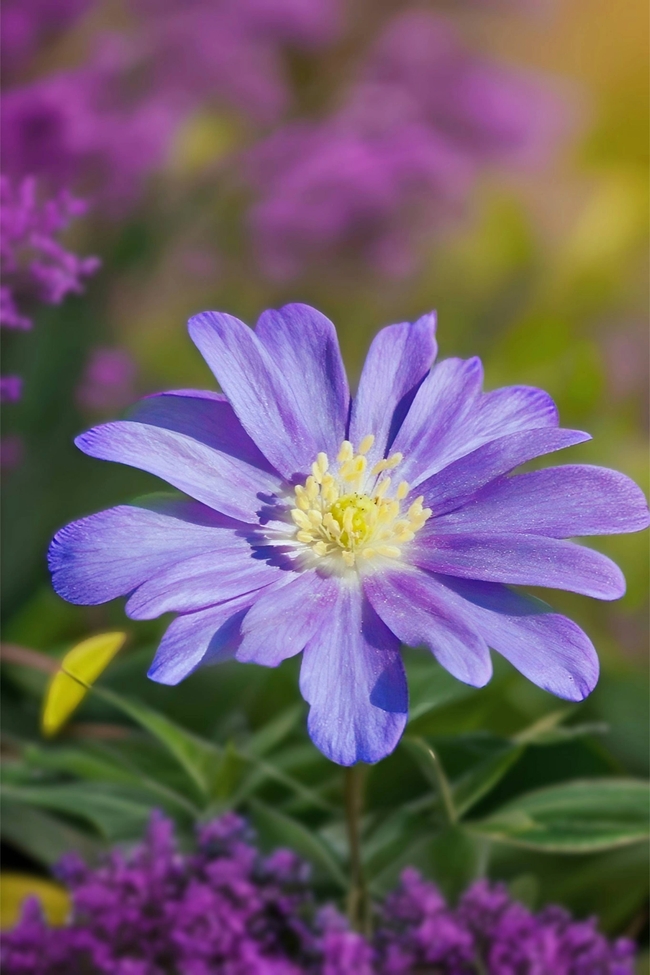 淡雅紫色瓜叶菊微距特写摄影图片