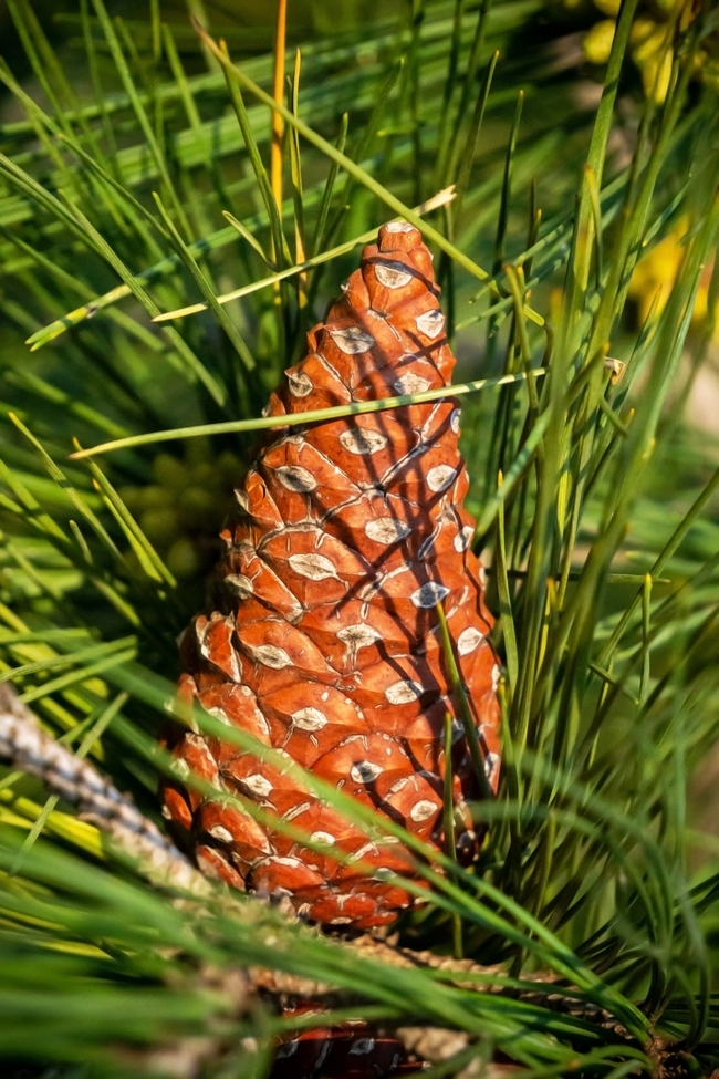 绿色松树叶松果局部摄影图片