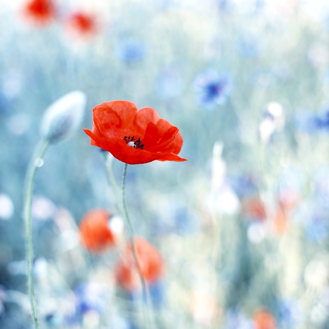 花草丛中摇曳的沙宾罂粟图片