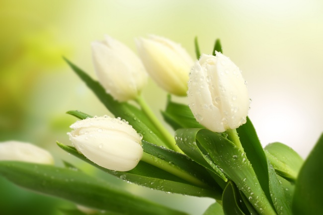 白色郁金香图片