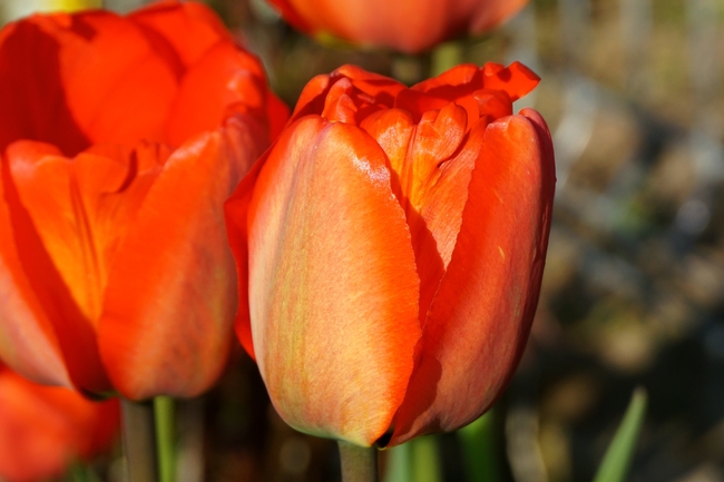橙色郁金香花微距特写摄影图片