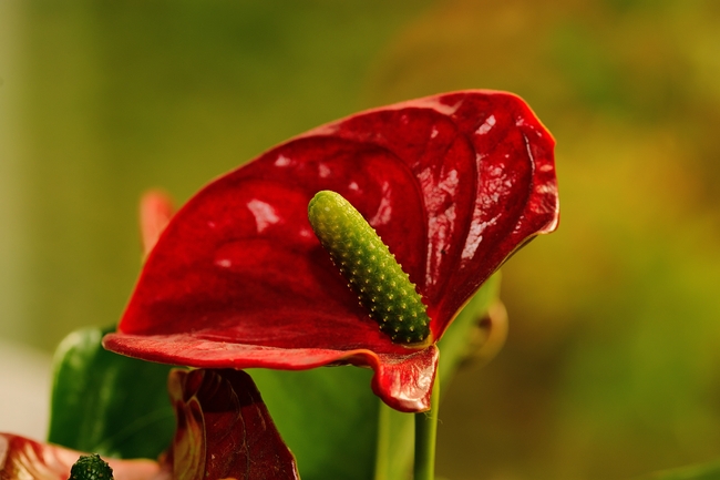 红掌花微距特写摄影图片