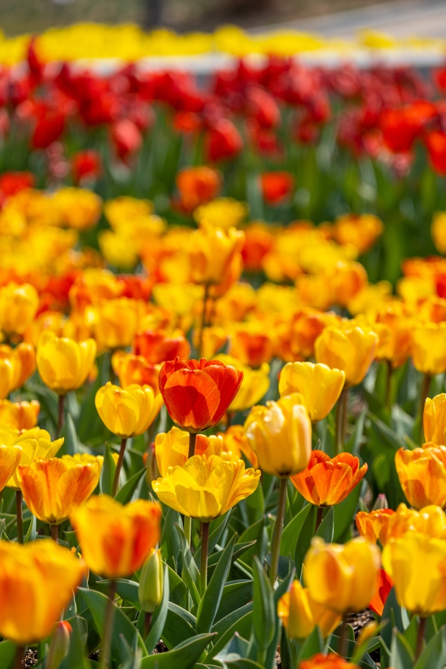 春天花园五彩缤纷郁金香图片