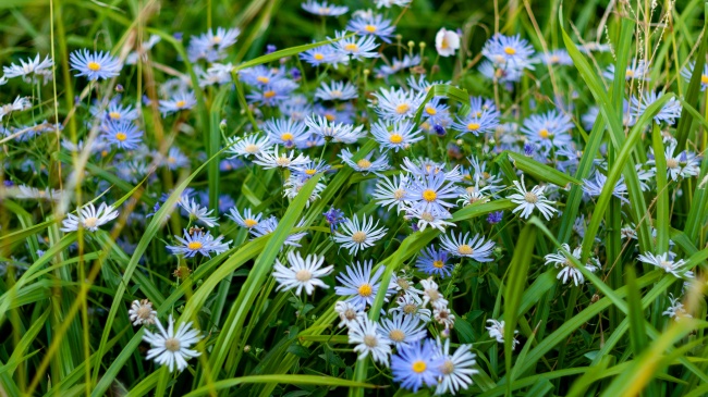 淡蓝色小雏菊花图片
