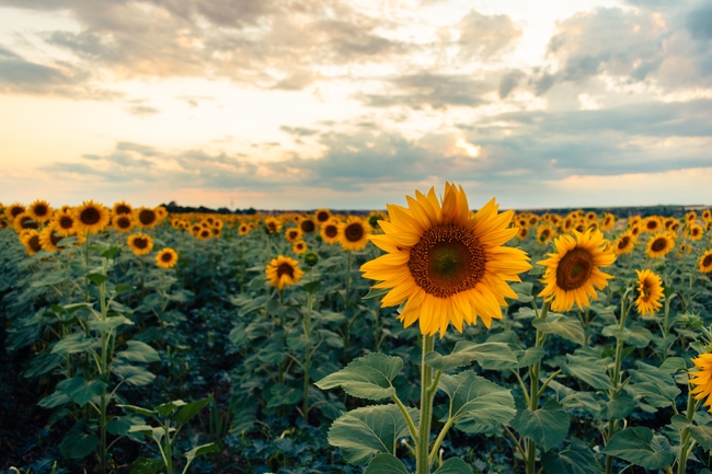 黄昏原野向日葵花田风景摄影图片