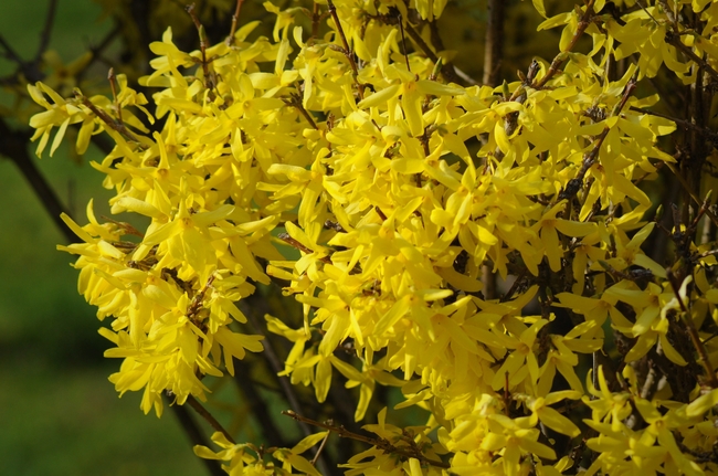 黄色迎春花微距特写摄影图片