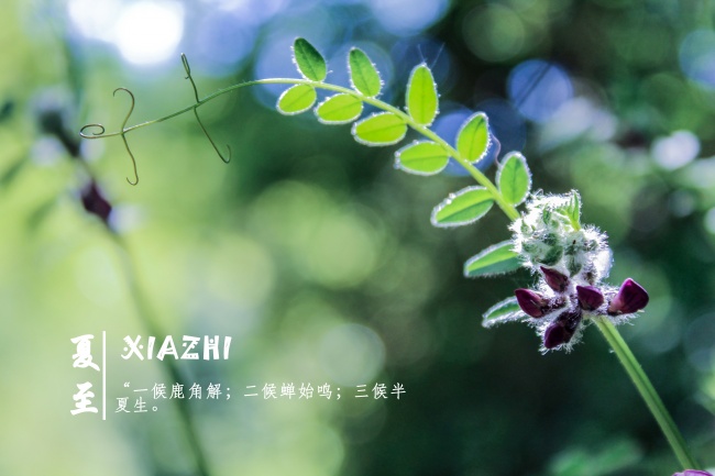 电脑桌面夏至壁纸图片