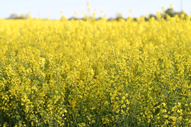 金黄色油菜花海风景摄影图片