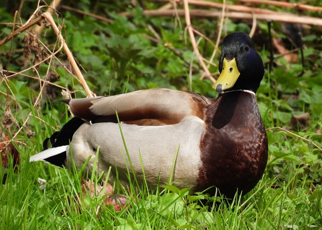 草地上一只绿头鸭图片