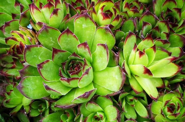 漂亮多肉植物图片