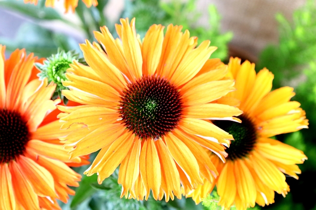 黄色小向日葵花局部摄影图片