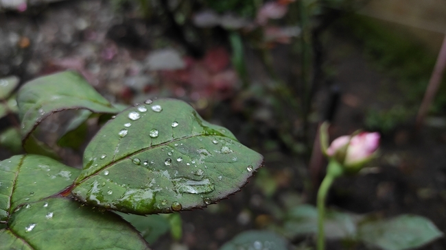 玫瑰植物叶子图片