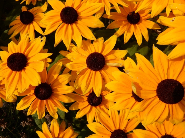 黄色小朵紫锥菊盛开图片