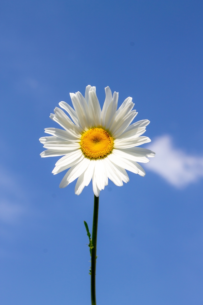 蓝色天空卷积云白色小雏菊图片