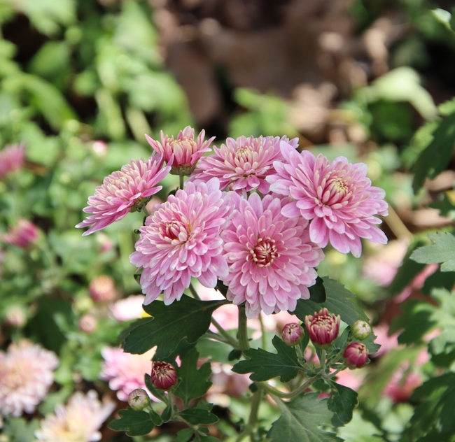 秋天粉红色菊花图片