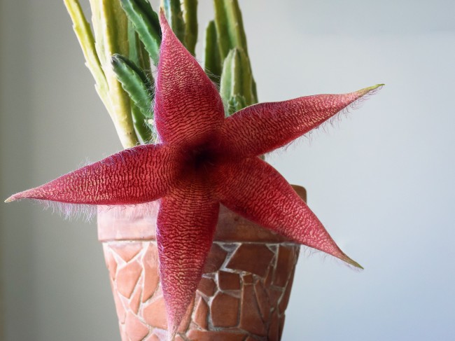 红色仙人掌花图片