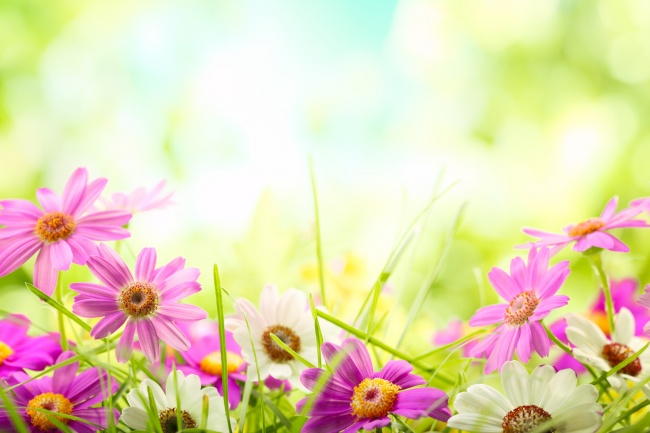 草地小清新野花图片