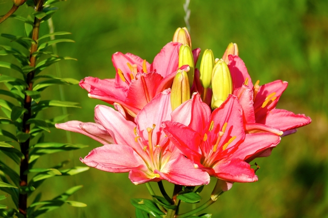 夏日山野百合花图片
