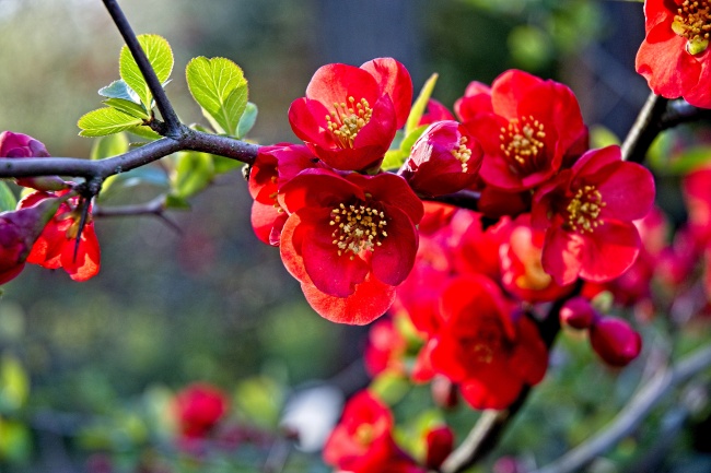 春天红色桃花绽放图片