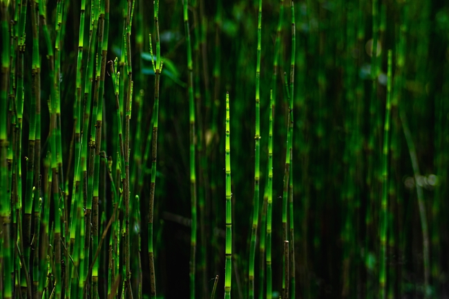 绿色竹林公园图片