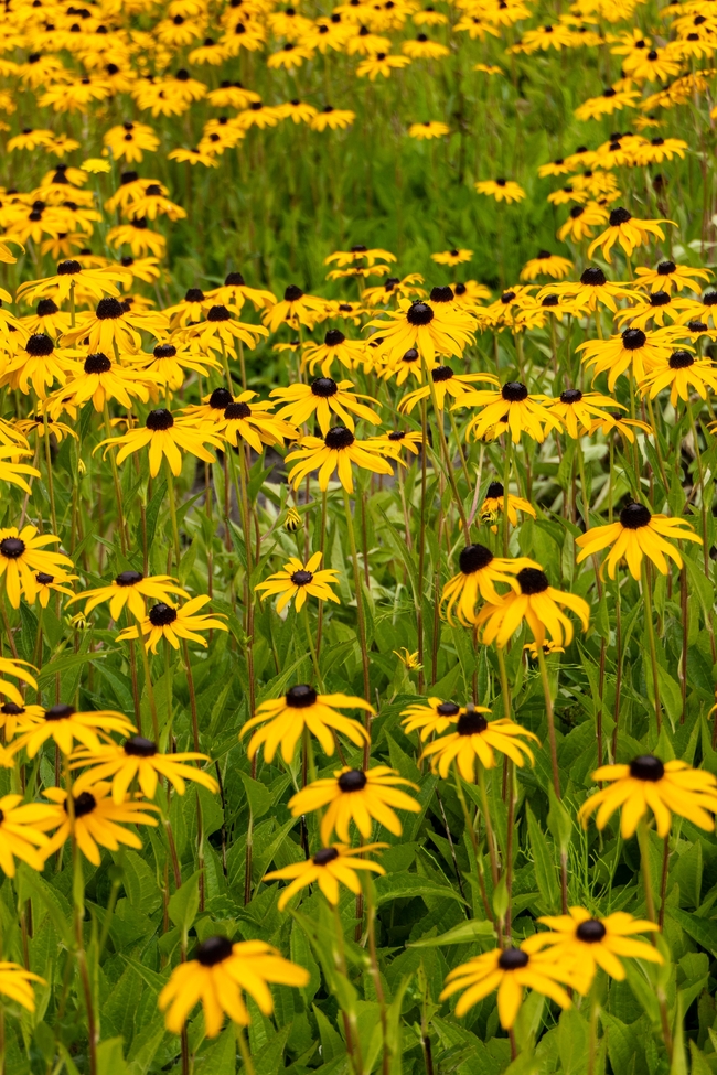 黄色黑心菊花海图片