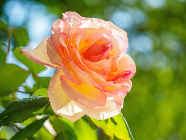 橙黄色月季花微距特写摄影图片