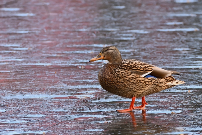 站在湖边的水鸭子摄影图片