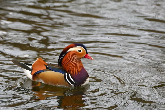 池塘里嬉戏的鸳鸯摄影图片