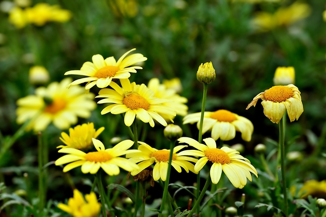 金色野生小雏菊摄影图片