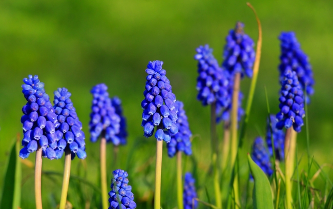 蓝色葡萄风信子图片