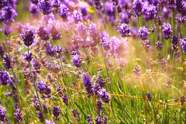 阳光下灿烂薰衣草图片