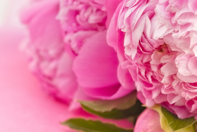 粉色牡丹花微距特写摄影图片