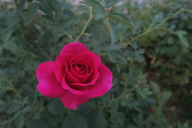 玫红色月季花蔷薇植物图片