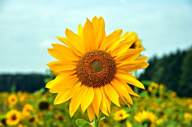 黄色向日葵花海鲜花摄影图片