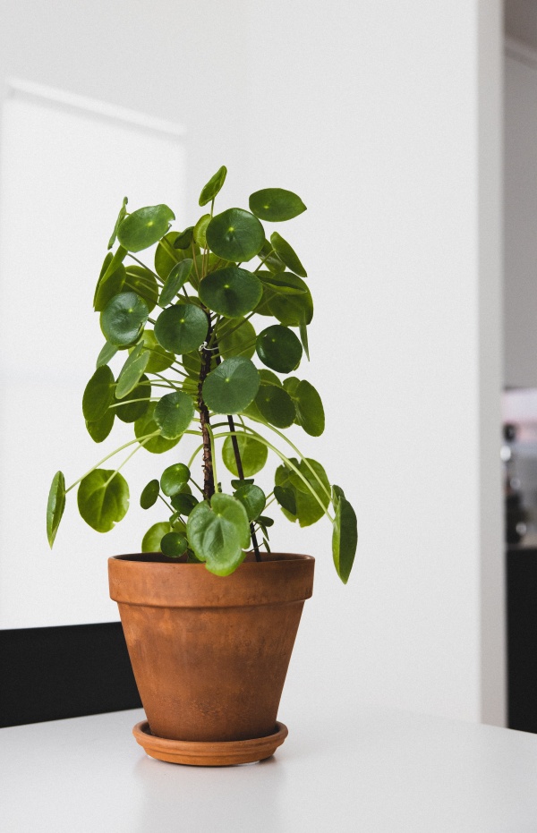 绿色植物小盆栽图片