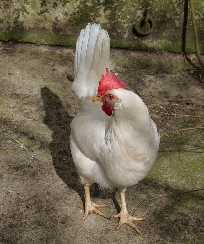 家养白羽鸡摄影图片