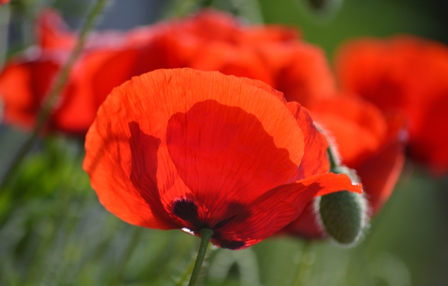 春天红色罂粟花微距摄影图片