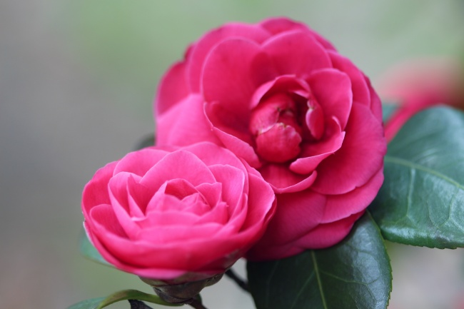 春天茶花开放图片