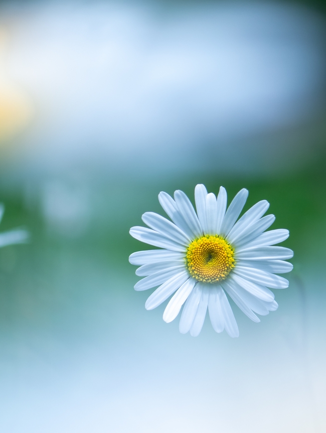 春天白色小雏菊盛开图片