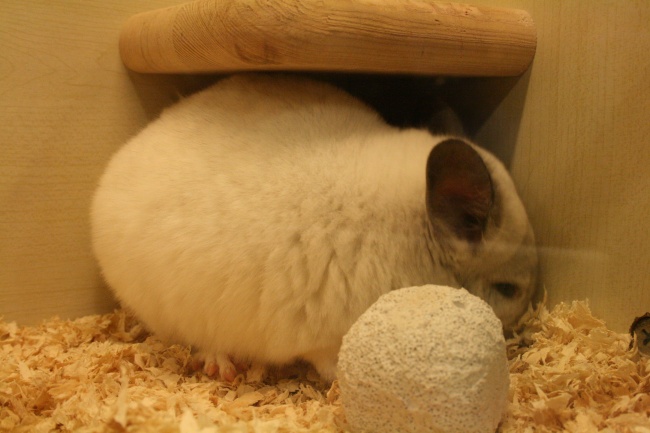 纯白龙猫图片