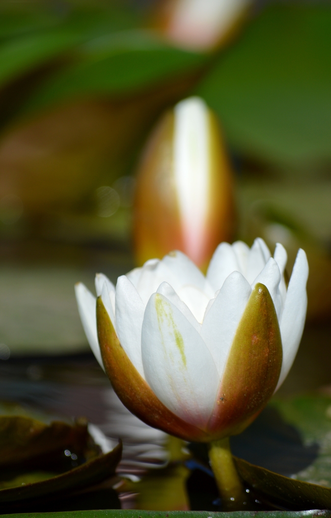 白色睡莲开花摄影图片